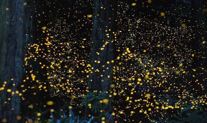 Twinkling Kuala Selangor Firefly Tour - Sic