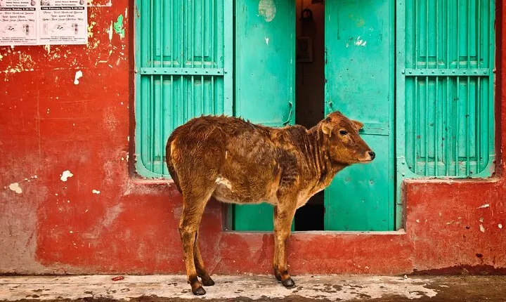 Private Best Old and New Delhi Tour