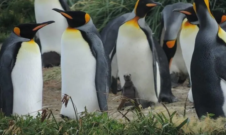 FULL DAY KING PENGUIN COLONY (private tours)