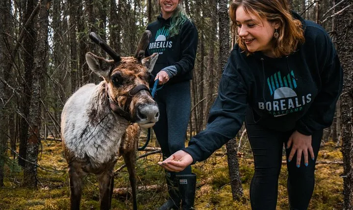 Walking with Reindeer Experience