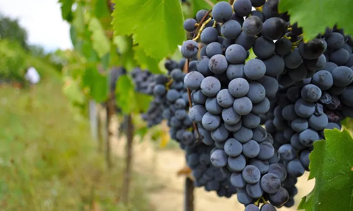 San Gimignano: Vineyard and Cellar Tour with Wine Tasting