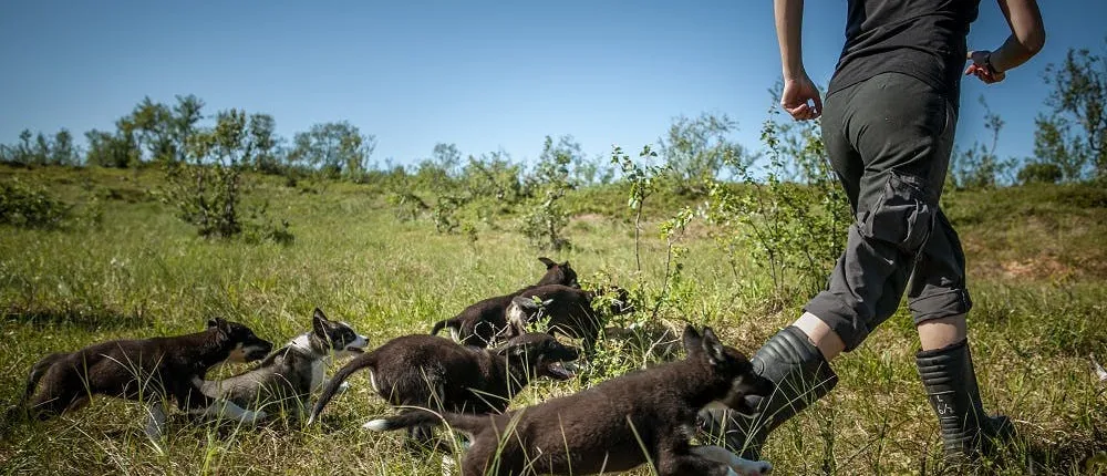 Puppy training package
