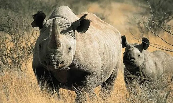 4-Day Big five Safari to Tarangire & Ngorongoro Crater