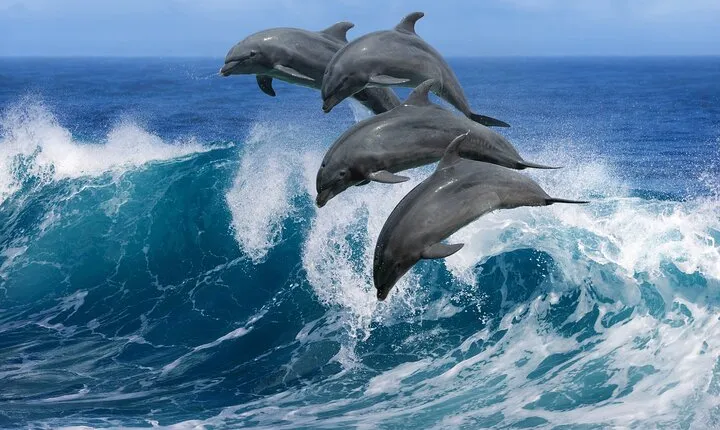 Hurghada's Ultimate Dolphin House VIP Adventure