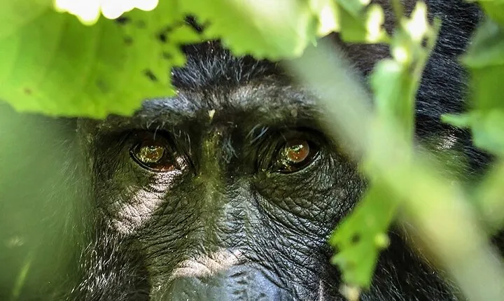 4-Day Bwindi Impenetrable National Park Private Safari Tour