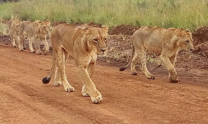 4-Day Tsavo East West and Amboseli National Park from Mombasa