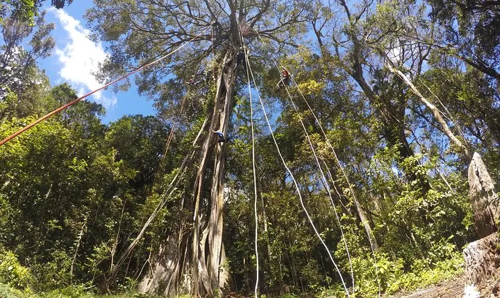 Tree Top Climbing Monteverde