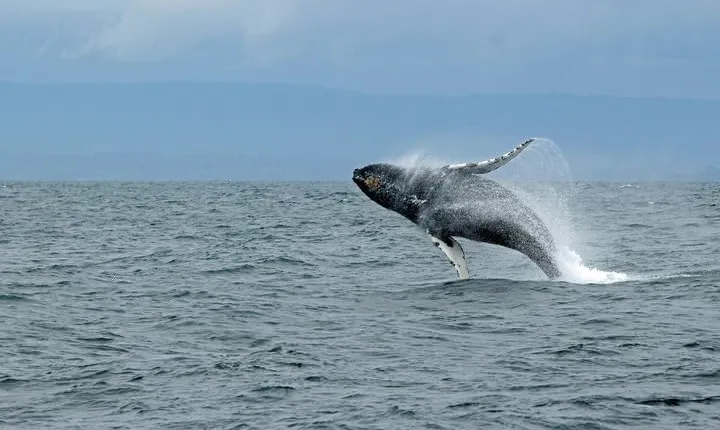 Wildlife Viewing and Whale Watching Quest