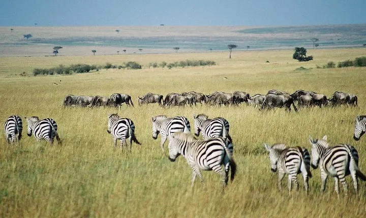 4 Days Group Joining Budget Safari To Masai Mara And Lake Nakuru National Park