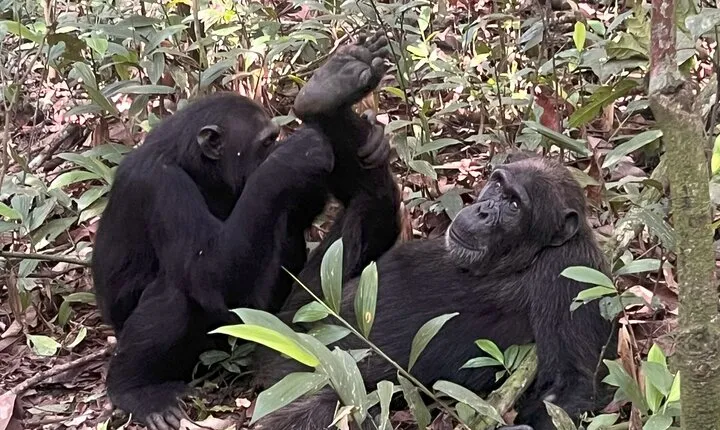 8 Days In Uganda : Chimpanzees Murchison Falls And The Nile River