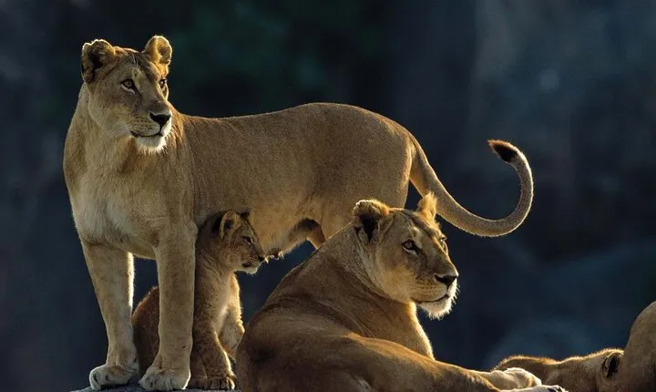 8 Days, Migrations Safari-River crossing -(July to October)