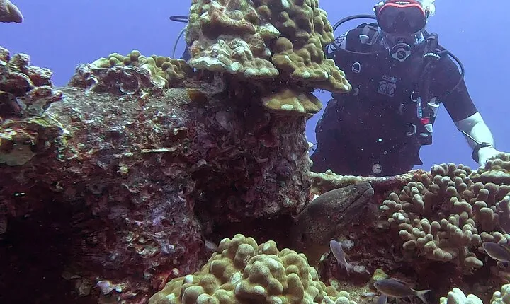 4 Hour Guided Scuba Diving Adventures in Waikiki