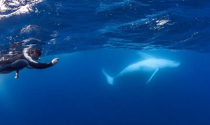 Whale Watching and Swim with Whales Cruise from Mooloolaba