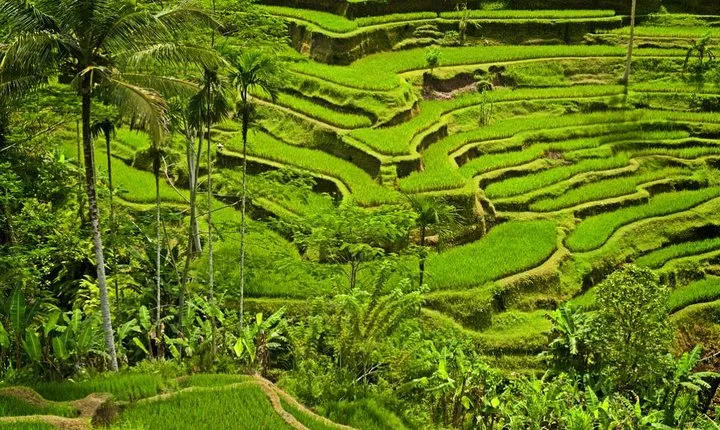 Half Day Ubud and Tampak Siring Private Tour From Bali
