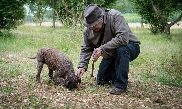 Truffle Cavage Demonstration
