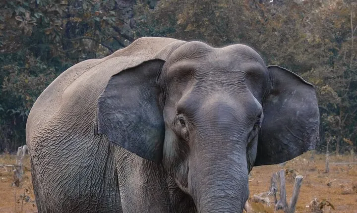 Taj Mahal with Wildlife SOS Elephant Conservation and Care Center