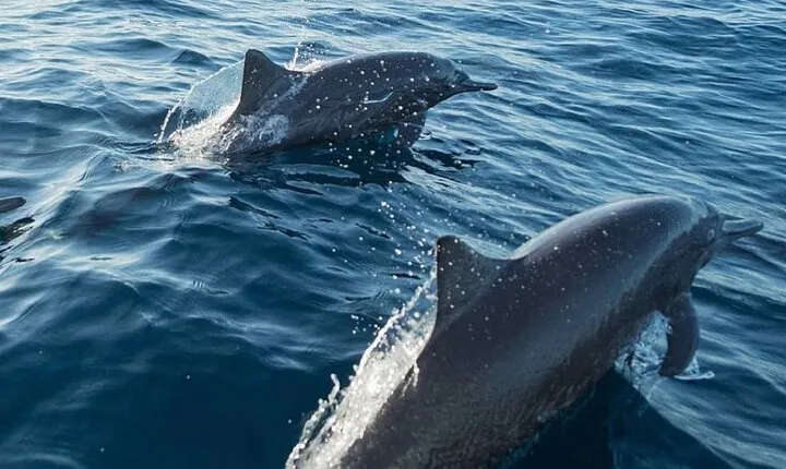 Half Day Marine Safari in Puerto Escondido Mexico