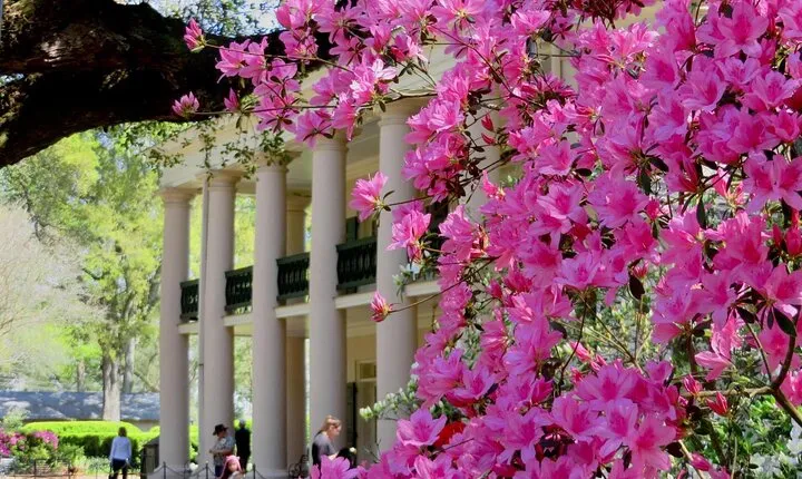N’awlins Luxury: Double Plantation Whitney & Oak Alley with Transportation
