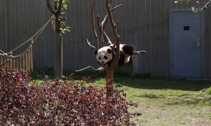 Chengdu Panda Base and Drop off Shuangliu International Airport(CTU) Day Tour