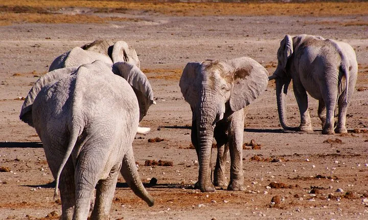4 Days Safari Tour in Namibia with Etosha and Swakopmund 