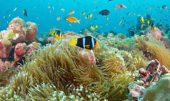 Bali Full Day Tour - Snorkeling at Blue Lagoon and Waterfall Tour