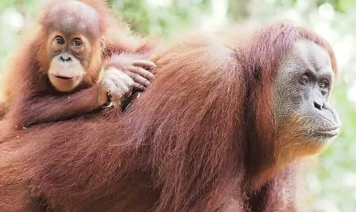 5 Day's 4 Night's jungle Tour trekking in Bukit Lawang
