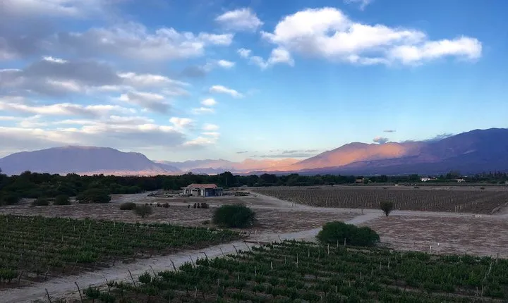 Exclusive day-long private tour of Cafayate vineyards