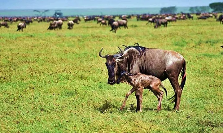 5 Day Ndutu Safari Calving and Predator Drama