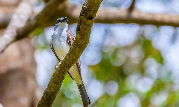 Full Day Private Bird-watching Tour in Phulchoki