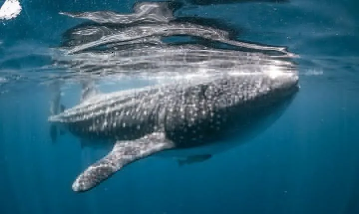 Whale Shark Swimming Adventure from Cancun & Riviera Maya - Seasonal June/Sept