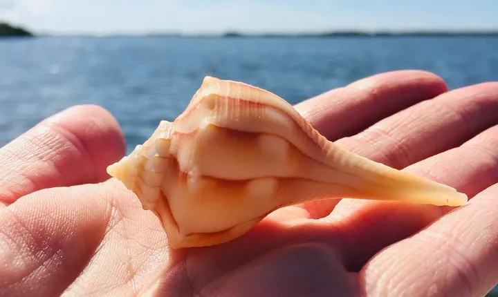 Shelling Tours - Fort Myers Beach / Naples