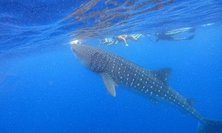 Whale Shark Group Adventure from Isla Holbox