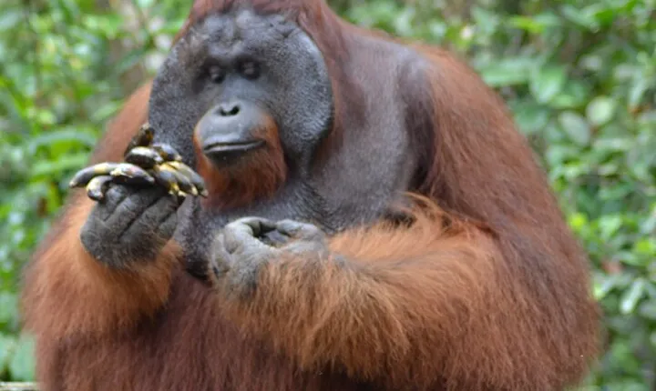 Orangutan Safari Kelotok Houseboat 3 Days 2 Nights Private