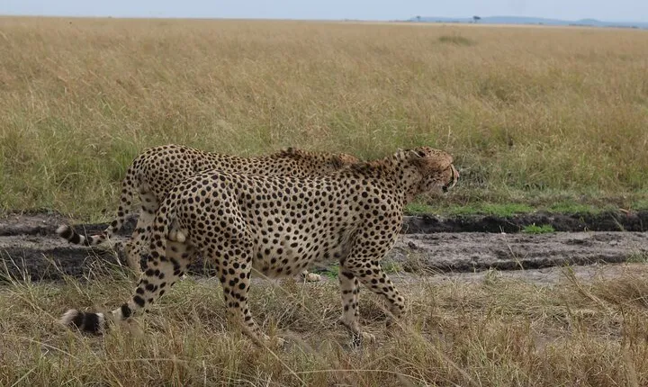 5-Day Private Safari on Amboseli Nairobi and Masai Mara Adventure