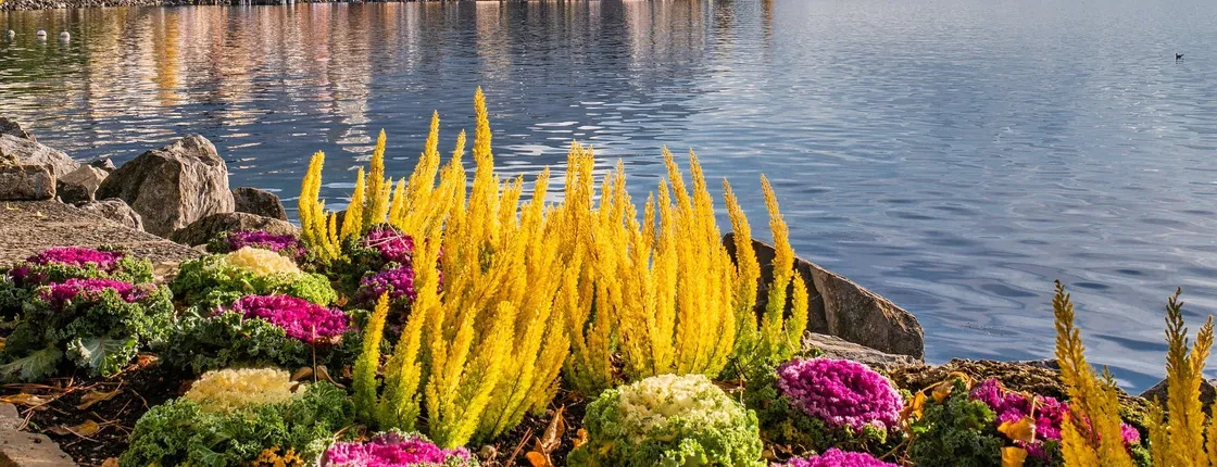 Montreux's most photogenic spots walking tour with a local