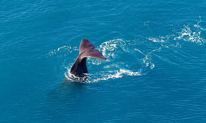 Kaikoura Helicopters Extended Whale Watch flight