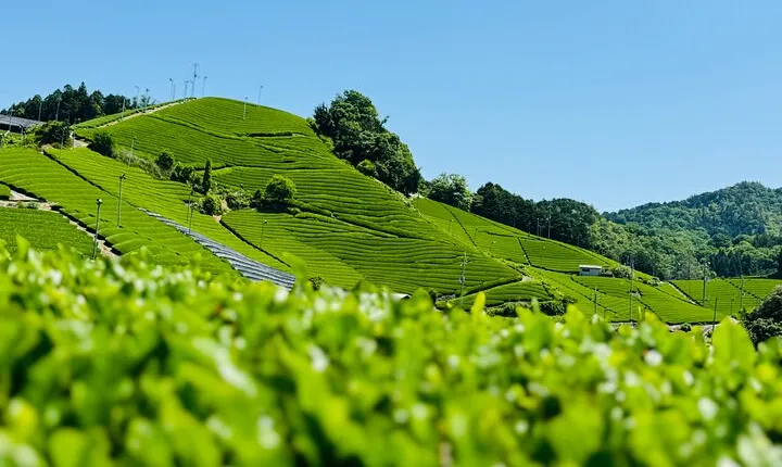 7 Hours Private Guided Tour Uji and Wazuka Matcha Farm