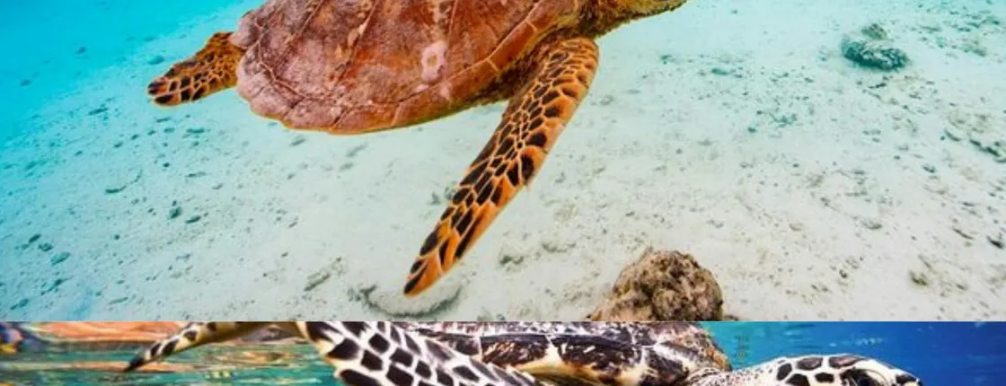 St John's snorkel with sea turtles at Green Island