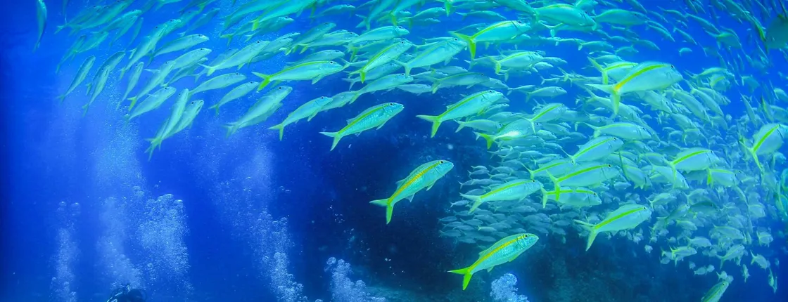 Los Cabos Two Tank Scuba Diving
