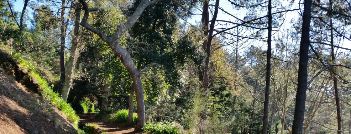 Paradise Valley hiking tour in Madeira