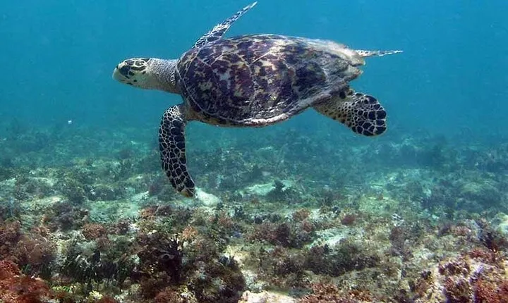 Tulum Private Boat Tour & Turtle Snorkeling Experience