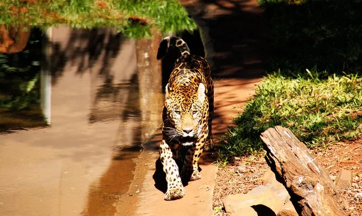 Itaipu Dam with Wild Animals Eco Retreat