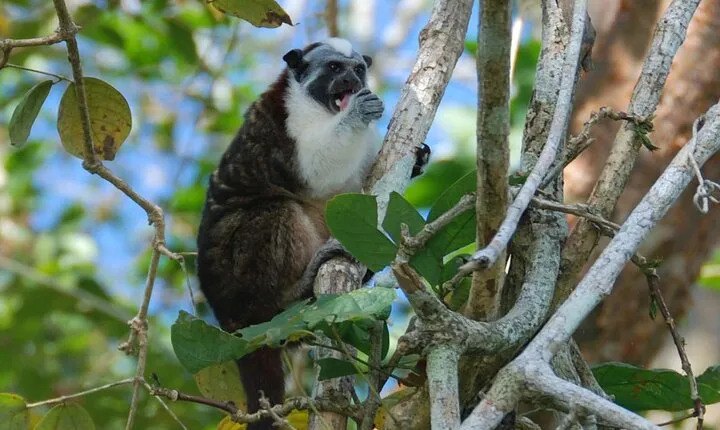 Boat tour in the Panama Canal to Monkeys and sloths islands