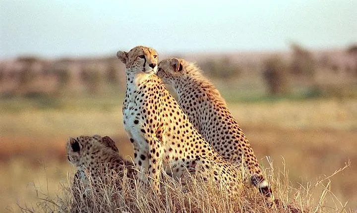 4 Days Safari to Kidepo Valley National Park