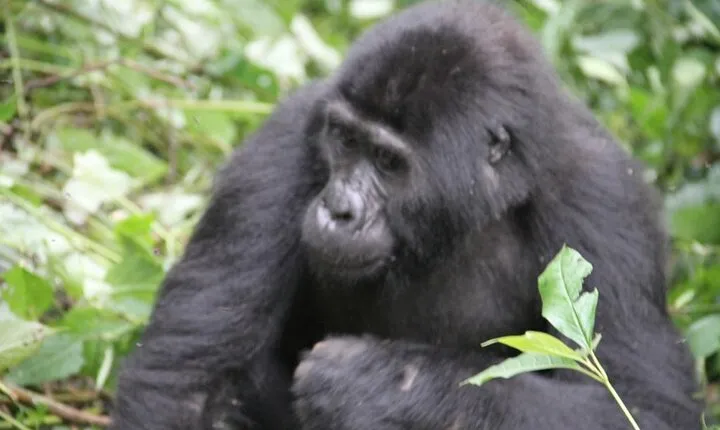 4 Day Golden Monkeys Bwindi Gorillas Wildlife and Chimps Trek