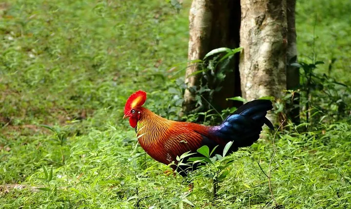 Day Tour to Wilpattu National Park From Negombo