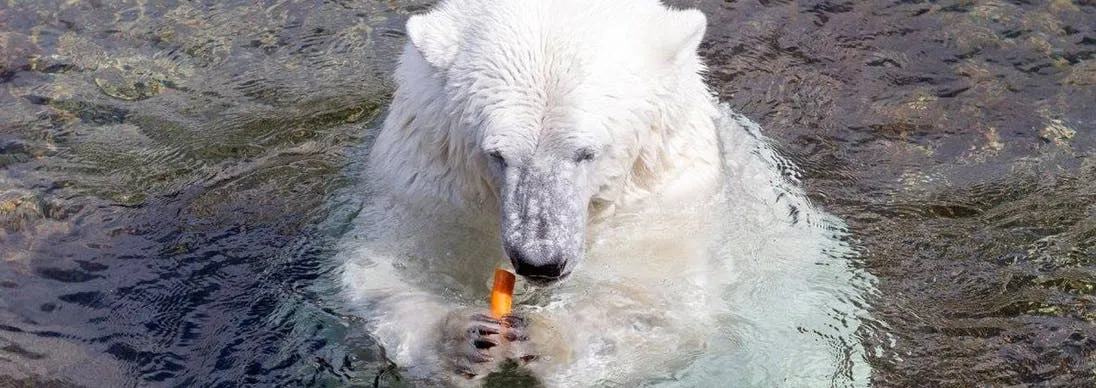 Ranua Zoo visit and lunch