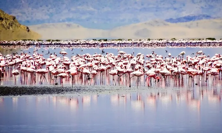 From Arusha to Zanzibar : 11 days From Bush to Beach safari