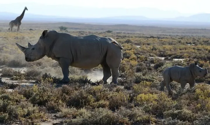 From Arusha: 5-Day Valleys and Highlands Safari Ngorongoro