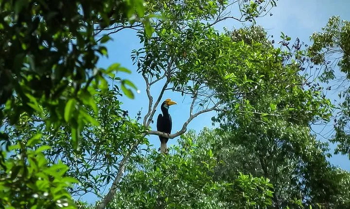 North Sumatra & Barumun Nagari Wildlife Sanctuary program